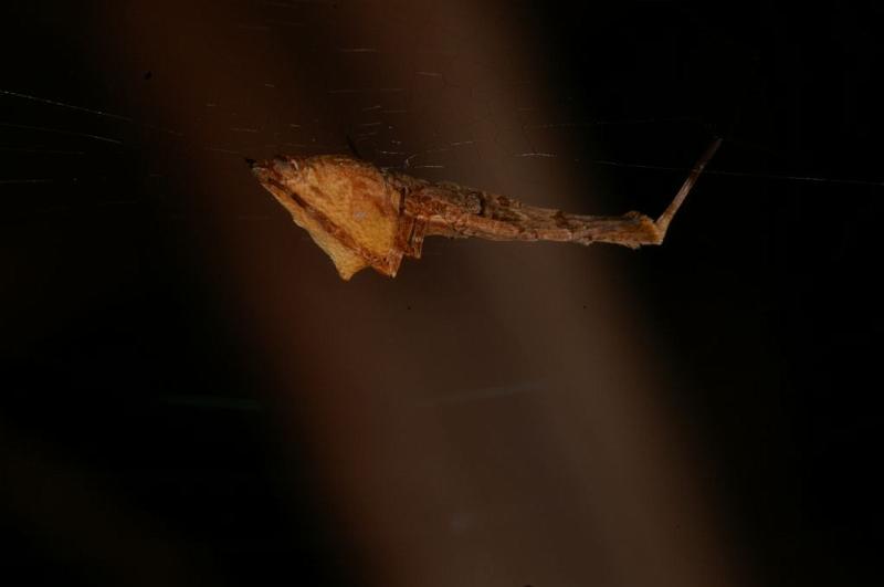 Uloborus_barbipes_D5560_Z_88_Wellington Point Esplanada_Australie.jpg